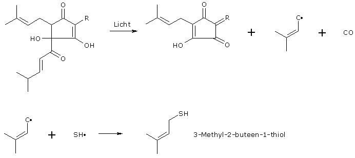 Vorming van 3-methyl-2-buteen-1-thiol, verantwoordelijk voor de 'lichtsmaak'