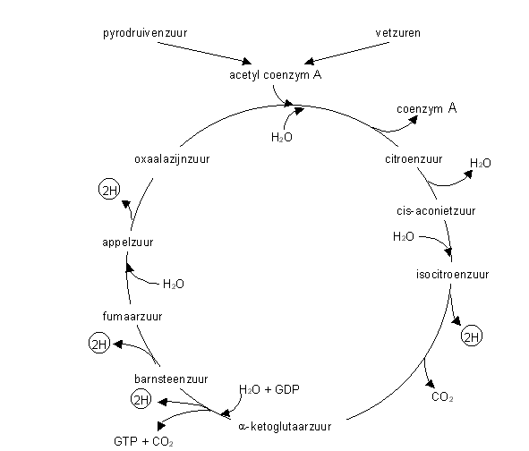 Citroenzuurcyclus